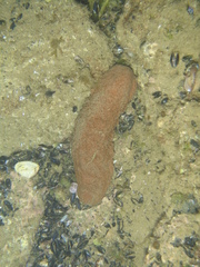 Australostichopus mollis