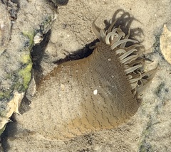 Bunodosoma cavernatum