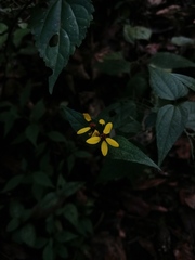 Hymenostephium cordatum