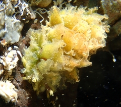 Polybranchia pallens