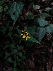 Hymenostephium cordatum