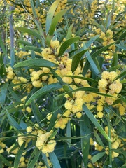 Acacia confusa