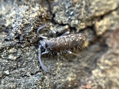 Pogonognathellus nigritus