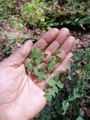 Adiantum poiretii
