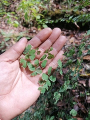 Adiantum poiretii