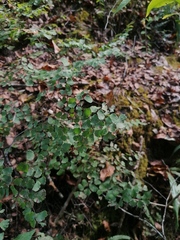 Adiantum poiretii