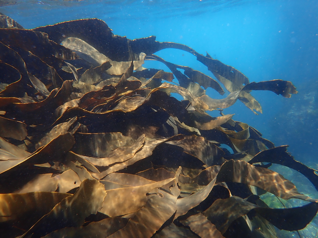 Australian Bull Kelp