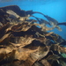 Australian Bull Kelp - Photo (c) Nick Shaw, some rights reserved (CC BY-NC), uploaded by Nick Shaw