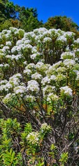 Veronica subfulvida
