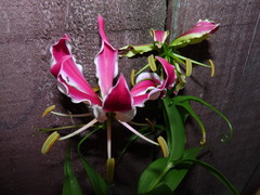Gloriosa superba
