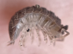 Porcellio dilatatus