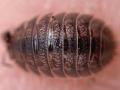 Porcellio dilatatus