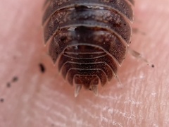 Porcellio dilatatus