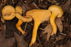Cantharellus chicagoensis