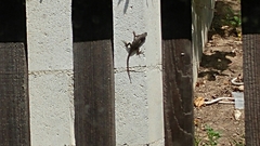 Sceloporus occidentalis