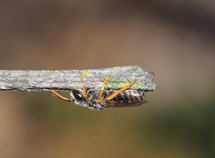 Euryglossa