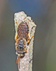 Euryglossa