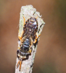 Euryglossa