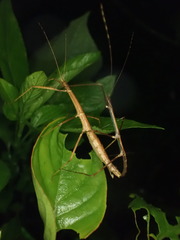 Ocnophiloidea regularis