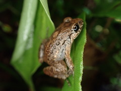 Adenomera hylaedactyla