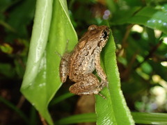 Adenomera hylaedactyla