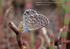 Theclinesthes sulpitius
