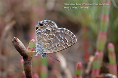 Theclinesthes sulpitius