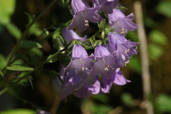 Campanula komarovii