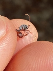 Polyrhachis bicolor