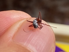 Polyrhachis bicolor