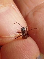 Polyrhachis bicolor