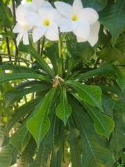 Plumeria pudica