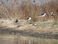 Himantopus mexicanus