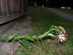 Gloriosa superba
