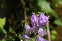 Campanula komarovii