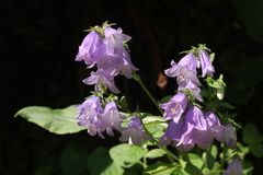 Campanula komarovii