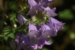 Campanula komarovii