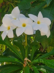 Plumeria pudica