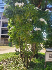 Plumeria pudica