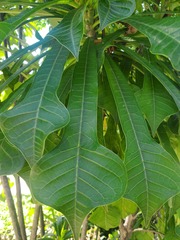 Plumeria pudica
