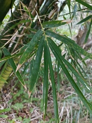 Bambusa tuldoides