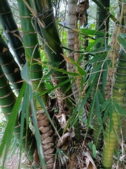 Bambusa tuldoides