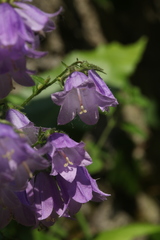 Campanula komarovii
