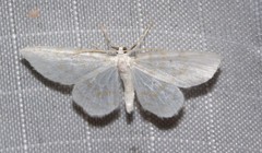 Hydrelia albifera