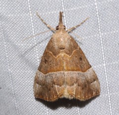 Hypena deceptalis