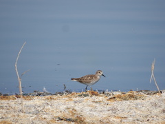 Calidris minutilla