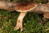 Inocybe sp. 'IN107' - Photo (c) John Plischke, some rights reserved (CC BY-NC), uploaded by John Plischke