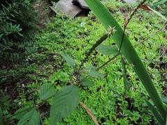 Achyranthes japonica