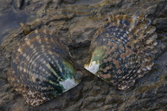 Pinctada margaritifera