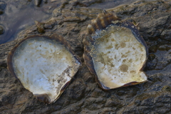 Pinctada margaritifera